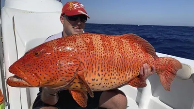 Более Групповой Рыба Epinephelus Marginatus — стоковые фотографии и другие  картинки Групер - Групер, Без людей, Большой - iStock