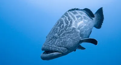 Grouper fish, Red Sea, Marsa Alam_a711c_lg.jpg