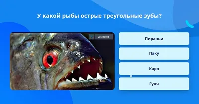 Сом-убийца! Рыба гунч, мифы и реальность | Человек и Мир | Дзен