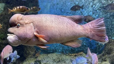 Рыба гунч фото фотографии