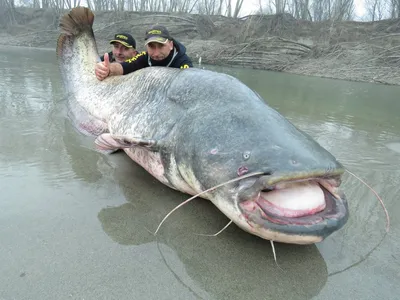 🐠Самые уродливые рыбы в мире: ТОП 10 с названиями, описанием и фото