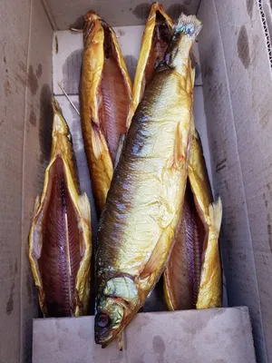 Фотофакт: «Золотая рыбка» по-якутски - Новости Якутии - Якутия.Инфо