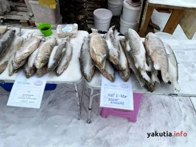Ярмарка «Рыба Якутии» пройдет в Якутске - Информационный портал Yk24/Як24