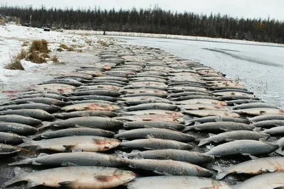 Рыба Якутии — 2023»: Как вам цены? - Новости Якутии - Якутия.Инфо