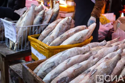 В 2017 году в арктических районах Якутии добыто 4,4 тыс. тонн рыбы — ЯСИА