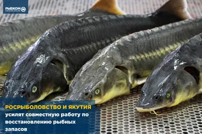 В Якутске состоится рыбная ярмарка «Рыба Якутии» — Yakutia-daily.ru