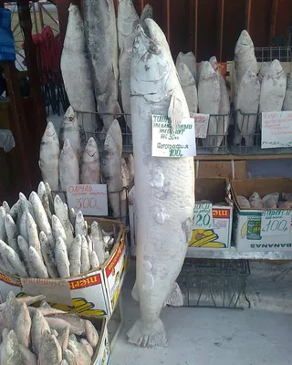 Селфи с царь рыбой в Якутске :) | Пикабу