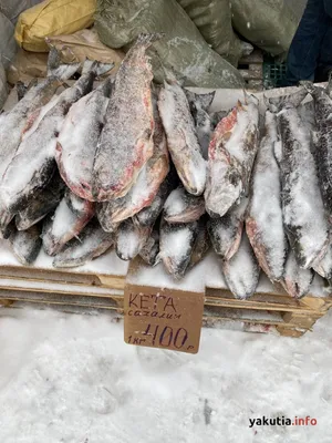 Мало кто на юге знает якутскую рыбу, чем она славится и ее полезные  свойства. А тем временем такой рыбы, как в Якутии,.. | ВКонтакте
