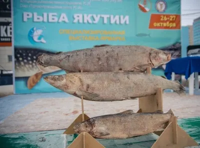 Якутская рыба подорожала на 300-400 рублей по сравнению с прошлым годом