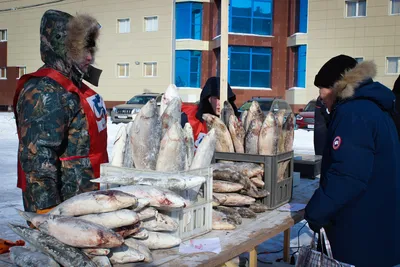 Фоторепортаж: выставка-ярмарка «Рыба Якутии — 2022» — ЯСИА