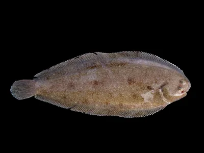 Common sole - Wikipedia