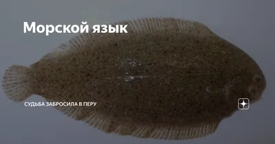 Филе пангасиуса морской язык - Питай город — Онлайн гастроном