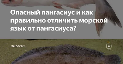 Школа кулинарии SensEat - Поговорим про плоскую рыбу?🐟 Европейская Солея,  она же «Подошва», она же «Морской язык» - камбалообразная рыба из семейства  солеевых, однако за пределами Европы название «солея» применяется к другим