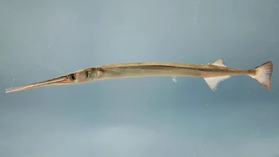 Рыба игла фото