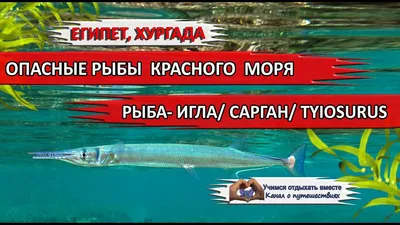 Corythoichthys polynotatus - многопятнистая рыба-игла | Купить в Киеве и  Украине