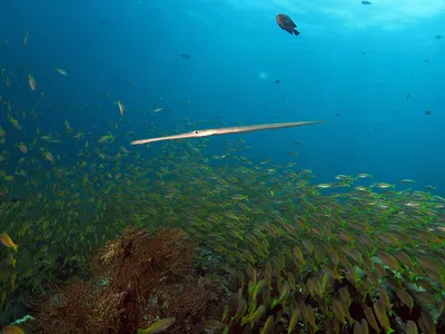 Рыба игла Corythoichthys intestinalis