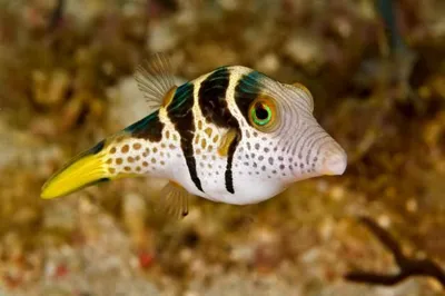 Иглобрюхие | Рыбы Красного моря