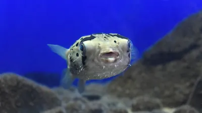 Красивые Pufferfish или Globefish с шипами. Японские круглые рыбы или  иглобрюх Pfuffer. По-детски цветной плоский вектор карикатур Иллюстрация  вектора - иллюстрации насчитывающей японско, ребенок: 212980275
