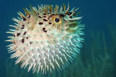 Рыба-еж, рыба-шар, иглобрюх ( porcupinefish ). Снорклинг в лагунах отеля  Hotelux, Марса Алам. - YouTube