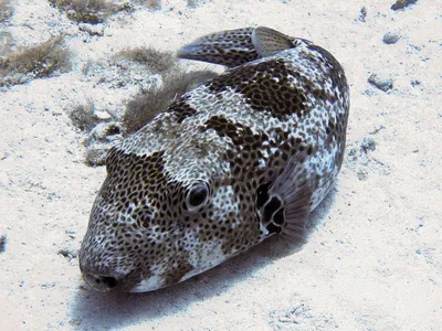 Или иглобрюх скалозуба рыбы Стоковое Изображение - изображение  насчитывающей заплывание, цвет: 206820859