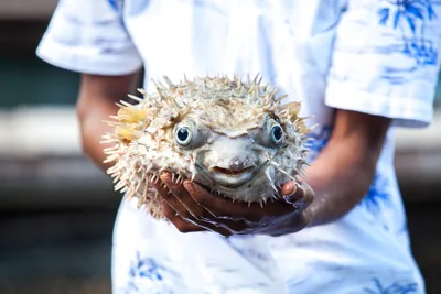Смешная морская рыба-иглобрюх на …» — создано в Шедевруме