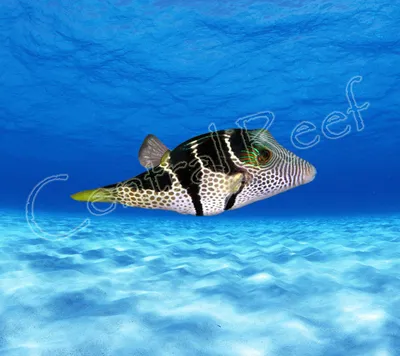 Рыба фугу рисунок - 57 фото