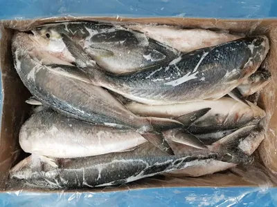 Кахавай не разделанная (австралийский лосось) - Морепродукты и рыба –  купить с доставкой в СПб