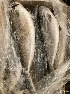 🚩 Рыба австралийский лосось или кахавай: как выглядит и где обитает