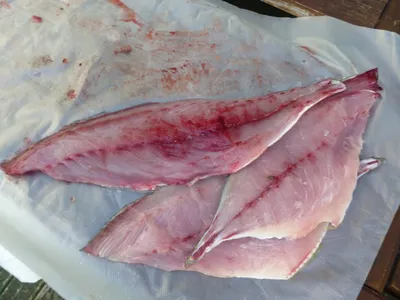 Кахавай : что это за рыба (фото) и чем она полезна ? Рецепт приготовления в  духовке | Мой маршрут стройности | Дзен