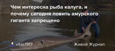 PPT - Класс Osteichthyes – Костные рыбы PowerPoint Presentation - ID:4080048