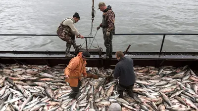 Попали в сети: к берегам Камчатки подошло рекордное количество лосося |  Статьи | Известия