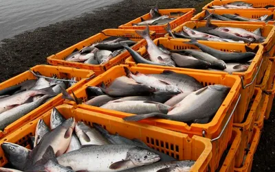 Экспорт камчатской рыбы в Китай вырос на 150 процентов – ИА Камчатка