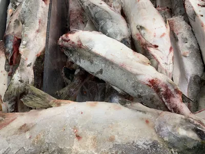 Доступная рыба» Камчатки пополнилась лососем