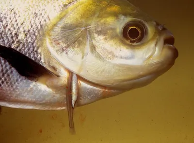 Самые опасные рыбы в мире – список, чем опасны, названия, где водятся, фото  и видео - «Мир Вокруг» - Научно-популярный журнал