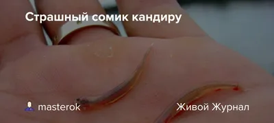 Страшный сомик кандиру