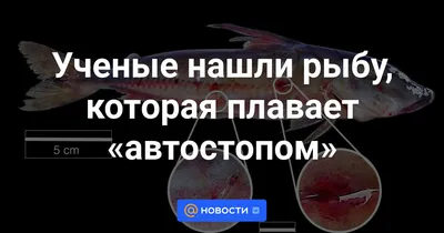 Ученые нашли рыбу, которая плавает «автостопом» - Новости Mail.ru