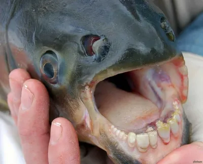 Рыба паку и страх кастрации | Пикабу