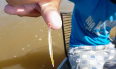 Кандиру: правда ли что эта жуткая рыба-паразит способна залезть в уретру  человека | Восемь лап! | Дзен