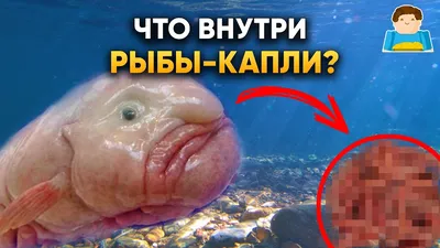 Рыба капля фото в воде фотографии