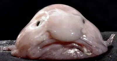 Рыба-капля (Blobfish) - Govzalla.com