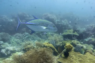 БАМ! «Bluefin travally” или “Синепёрый каранкс» - очень сильная и красивая  рыба. Говорят, что и вкусная - это мы узнаем сегодня за ужином с… |  Instagram