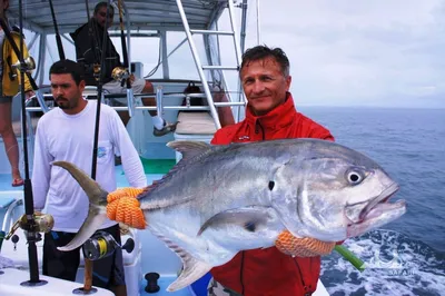 Коста-Рика » Каранкс тихоокеанский (Jack, Pacific crevalle, Caranx caninus)