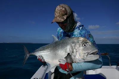 Флорида » Каранкс тихоокеанский (Jack, Pacific crevalle, Caranx caninus)