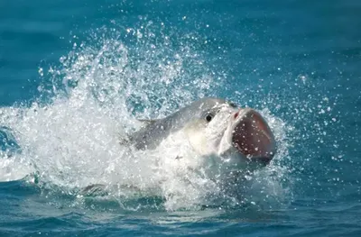Гигантский Каранкс: Рыба-пожиратель птиц | Пикабу