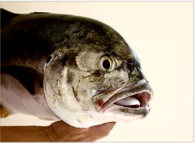 Гигантский Каранкс: Рыба-пожиратель птиц | Пикабу