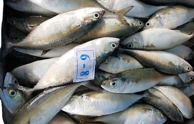 Бриллиантовый каранкс: фото рыбы, внешний вид, особенности