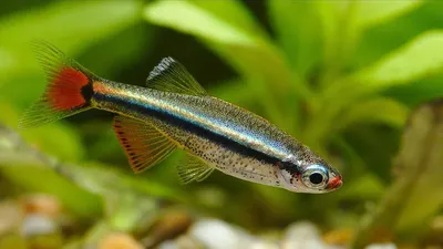 Аквариумная рыбка кардинал (Tanichthys albonubes)