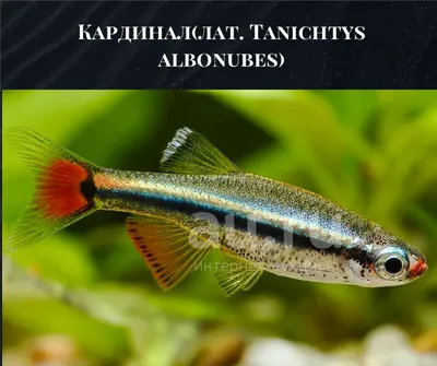 🐟Кардинал(лат. Tanichtys albonubes) — купить в Красноярске. Рыбки на  интернет-аукционе Au.ru