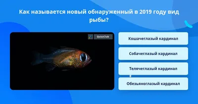 Невис Год Океана Тропические рыбы Рыба-кардинал Рыба-слабак Фугу Рыба-клоун  1998 Блок — покупайте на Auction.ru по выгодной цене. Лот из - Другие  страны -, Орел. Продавец Муркис. Лот 159759043339700