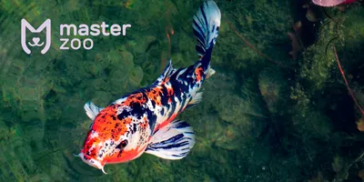 Карп — самая популярная рыба на Крещенском пруду | Официальный сайт